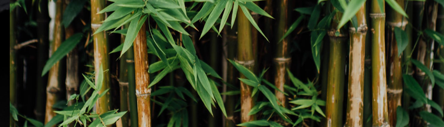 Onthaasten als bamboe
