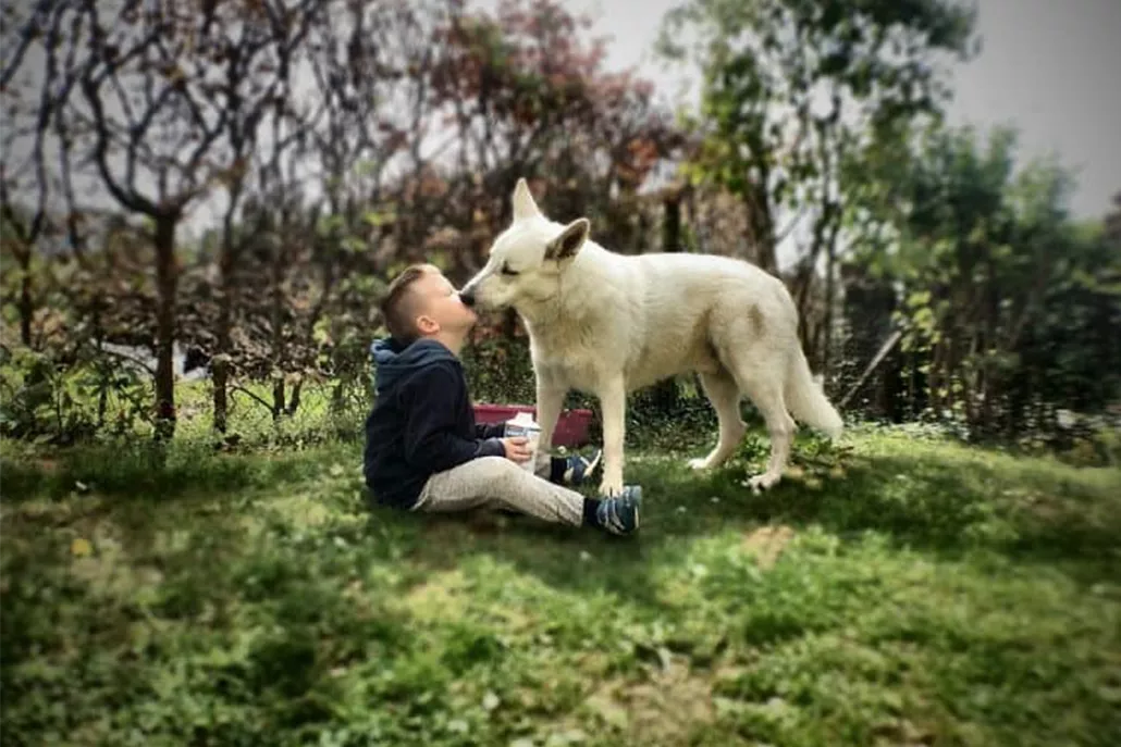 jongen zittend op de grond tussen fruit bomen, witte herders hond likt jongen op de mond