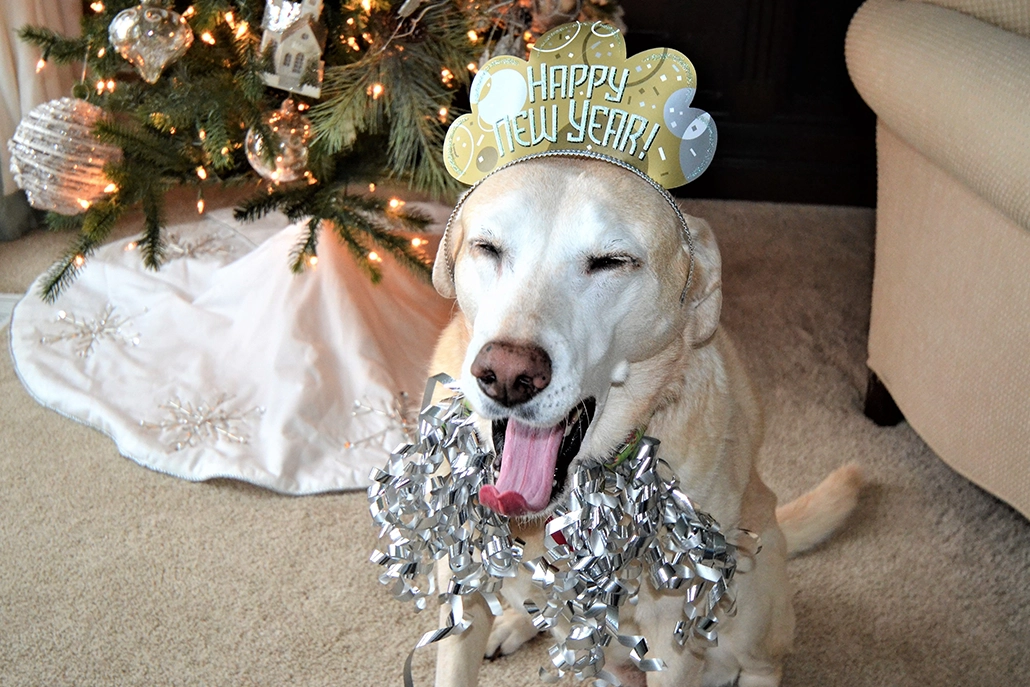 hond met een hoedje op waarop staat happy new year