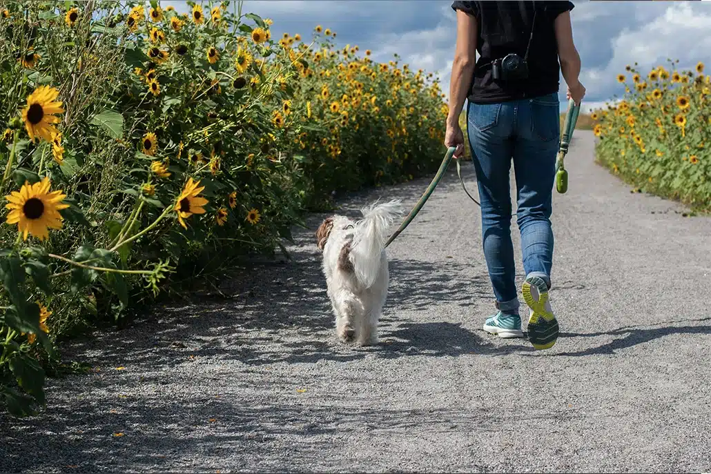 hond uitlaten koppelen met iets nieuws om een gewoontelus te creeren